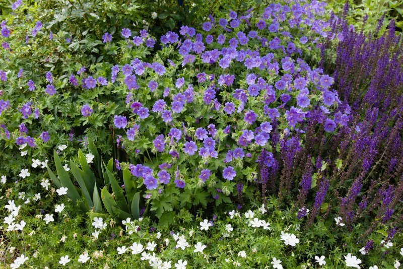 Герань `Rozanne` (Geranium `Rozanne`)