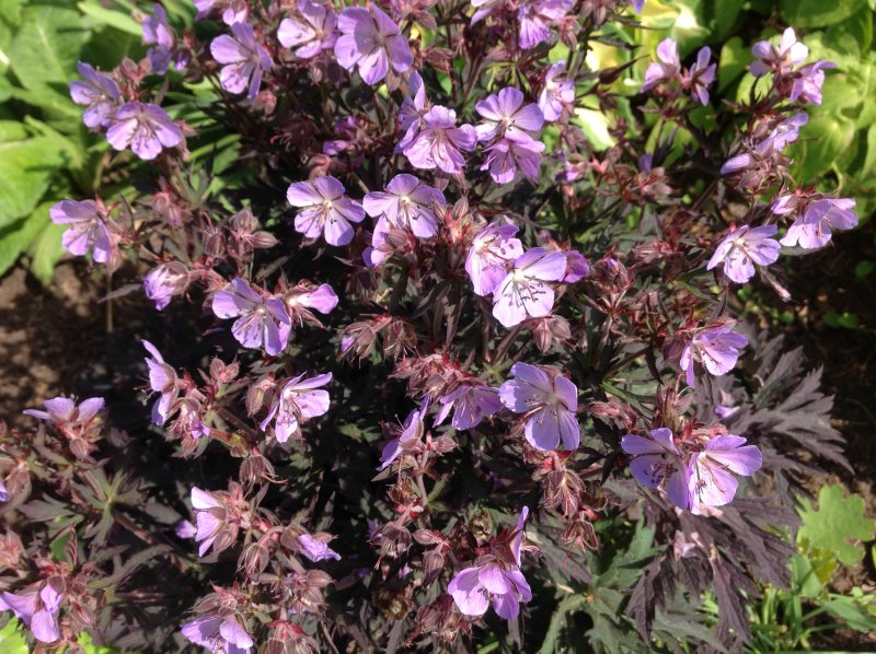 Герань Geranium Vision Pink