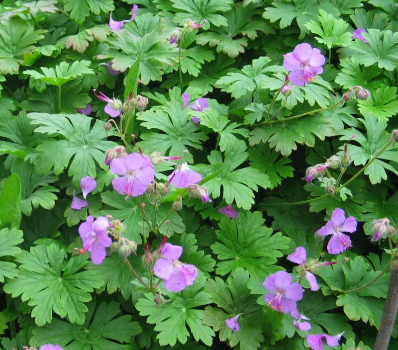 Герань Розанна (Geranium Rozanne ®)