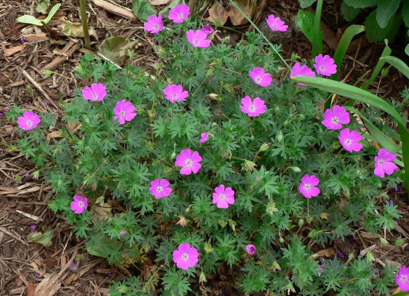 Герань Geranium Blue Sunrise