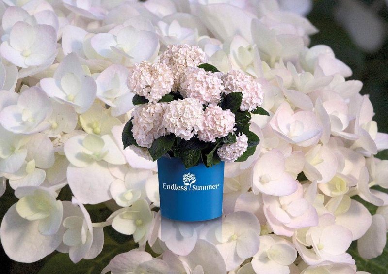 Гортензия Baron Pourpre