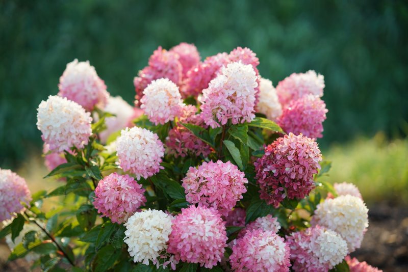 Гортензия Pink Light