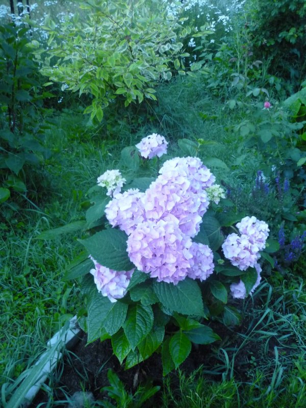 Гортензия Мэджикал Свит саммер (Magical Sweet Summer)