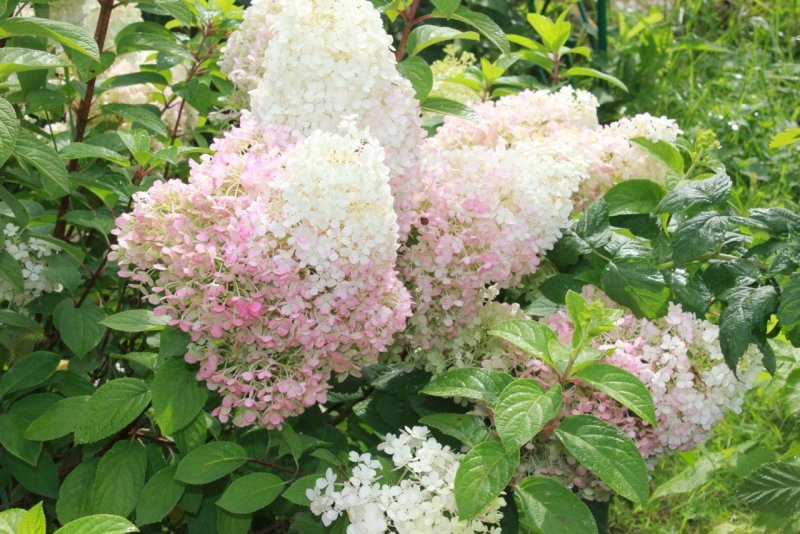Гортензия Hydrangea
