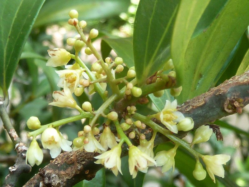 Дерево Cinnamomum Cassia