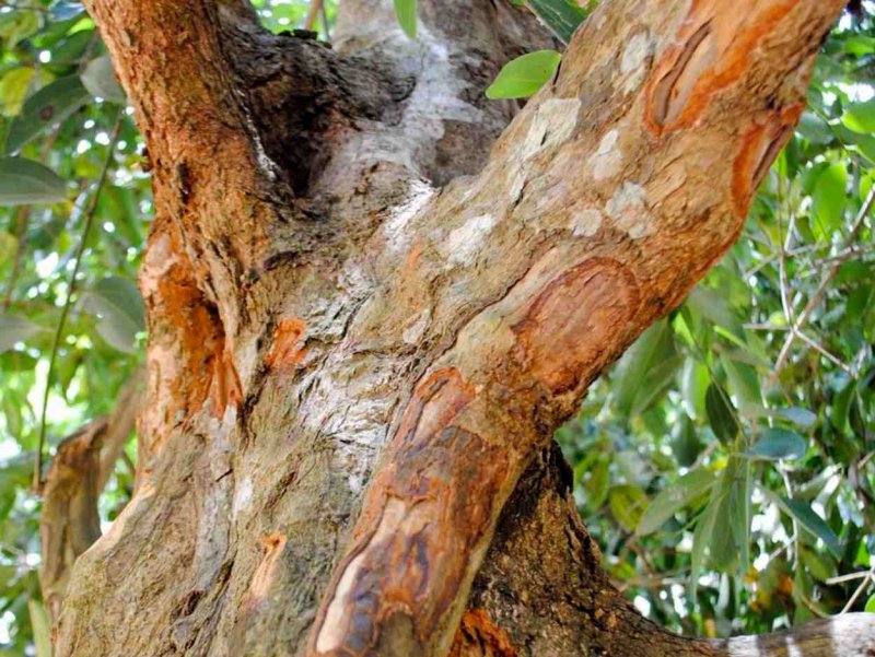 Дерева Cinnamomum Verum