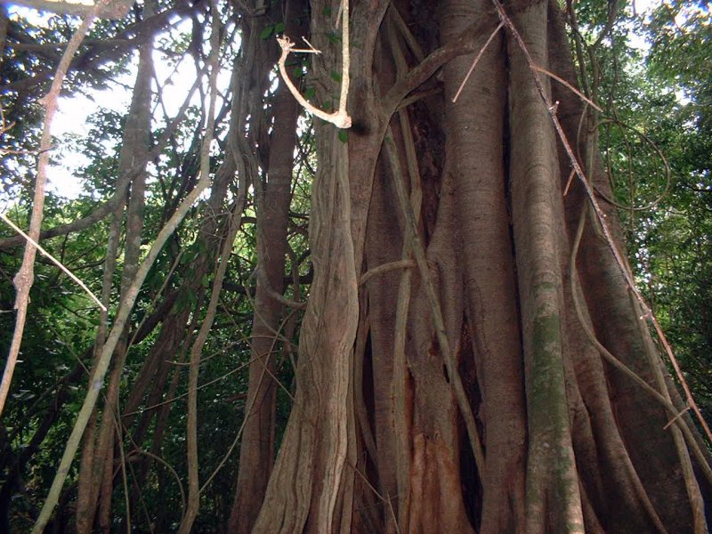 Дерево Cinnamomum Cassia