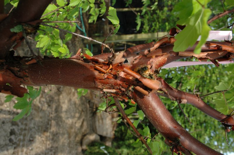 Дерева Cinnamomum Verum