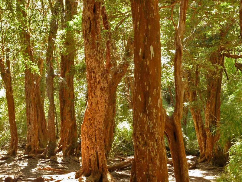 Дерева Cinnamomum Verum