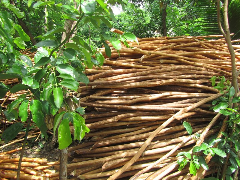 Коричное дерево (Cinnamomum zeylanicum)