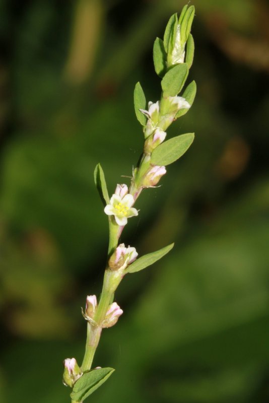 Горец птичий (Polygonum aviculare)
