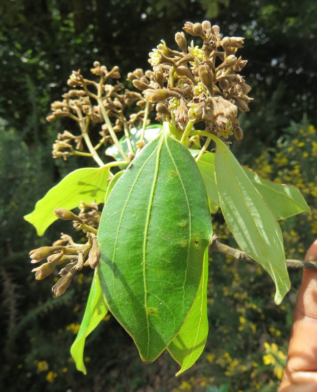 Cinnamomum zeylanicum