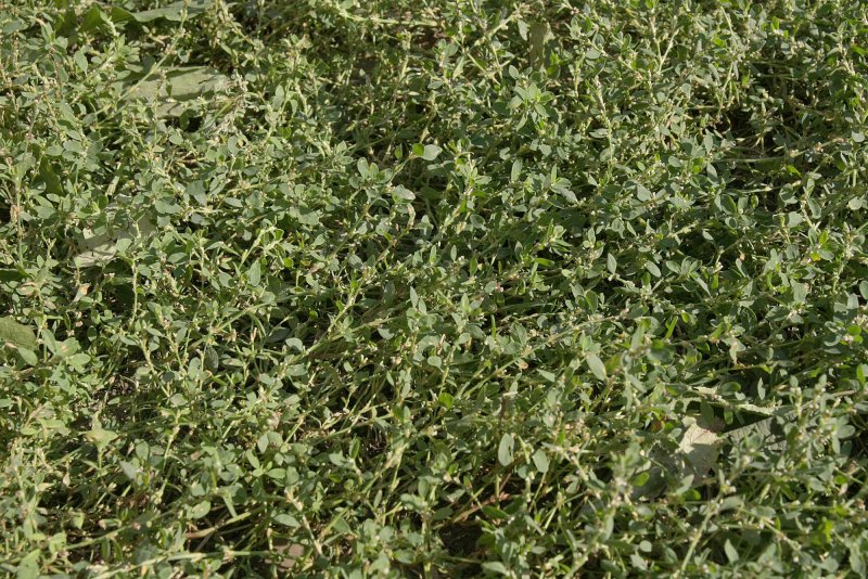 Горец птичий (спорыш) (Polygonum aviculare)