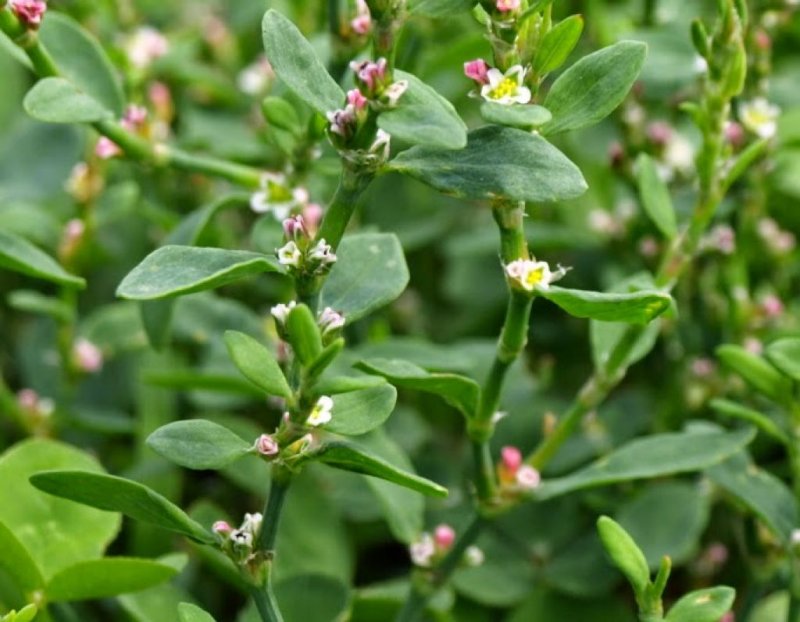 Горец птичий (Polygonum aviculare)