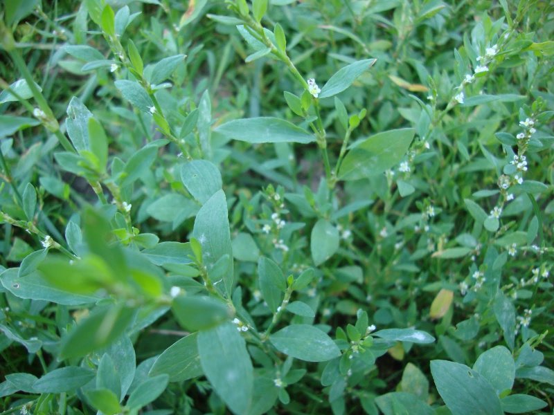 Горец птичий (спорыш) (Polygonum aviculare)
