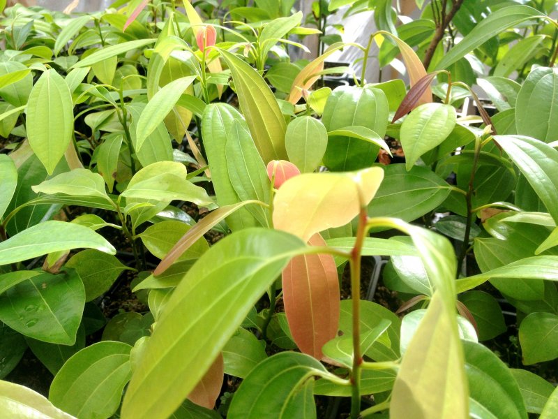 Коричное дерево (Cinnamomum zeylanicum)