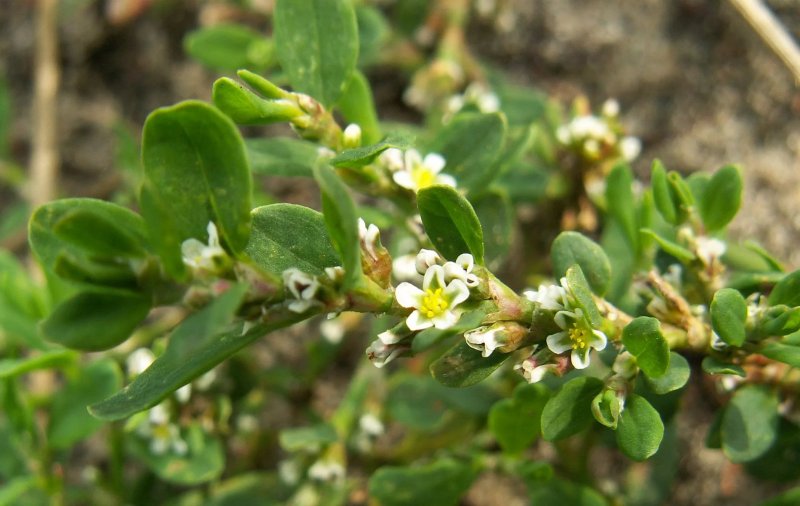 Горец птичий (Polygonum aviculare)