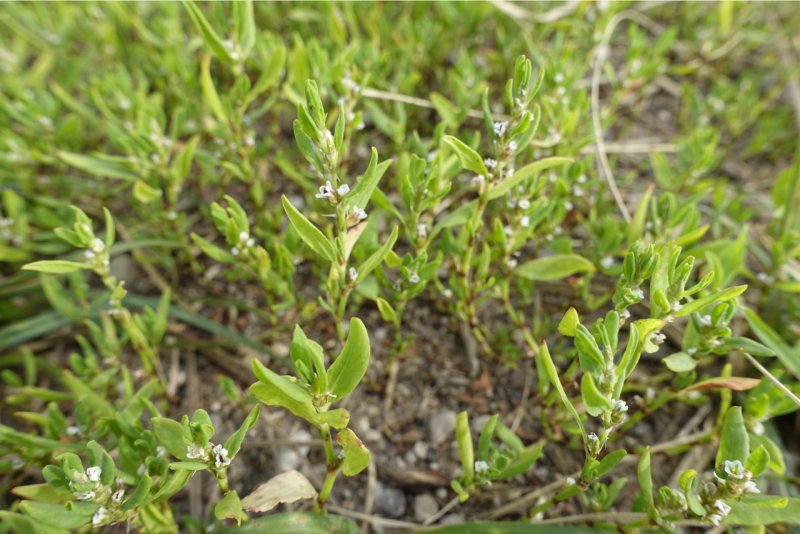 Горец птичий Polygonum aviculare всходы