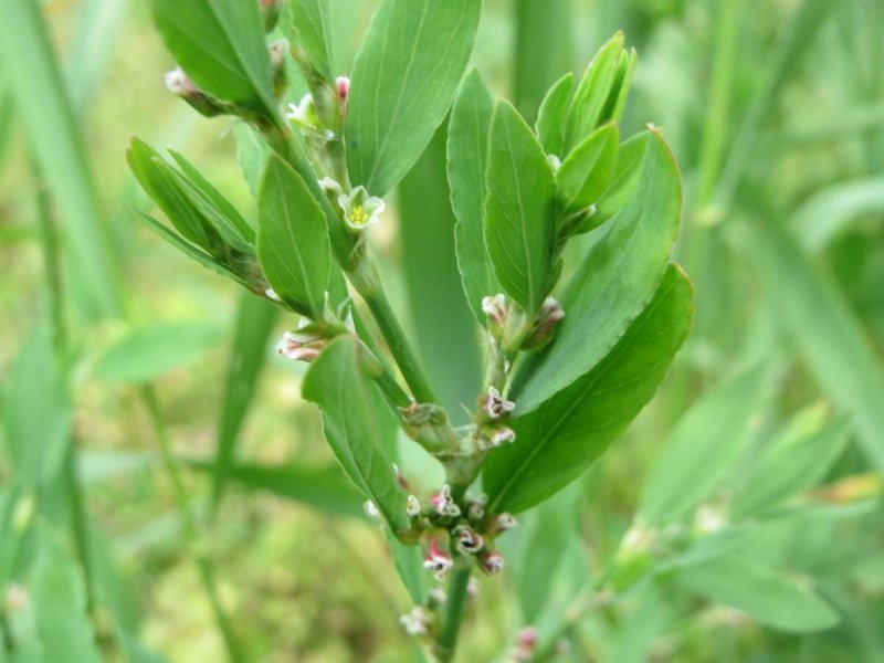 Горец птичий (Polygonum aviculare)