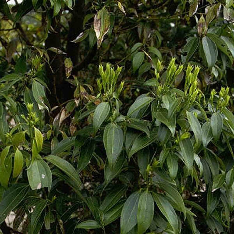 Дерево Cinnamomum Cassia
