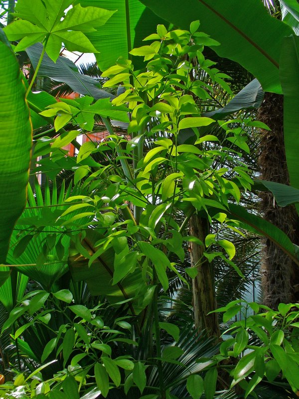 Cinnamomum Verum листья