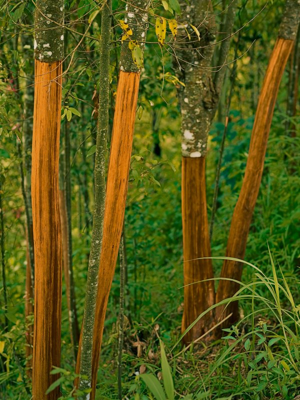 Cinnamomum zeylanicum