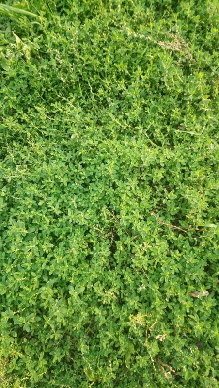 Горец птичий Polygonum aviculare всходы