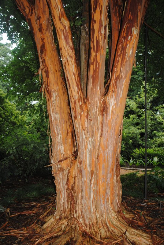 Коричник цейлонский дерево