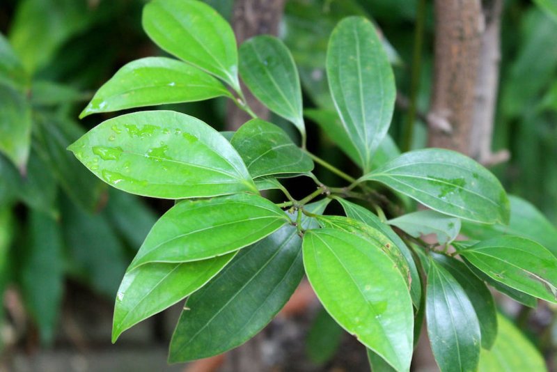 Cinnamomum zeylanicum