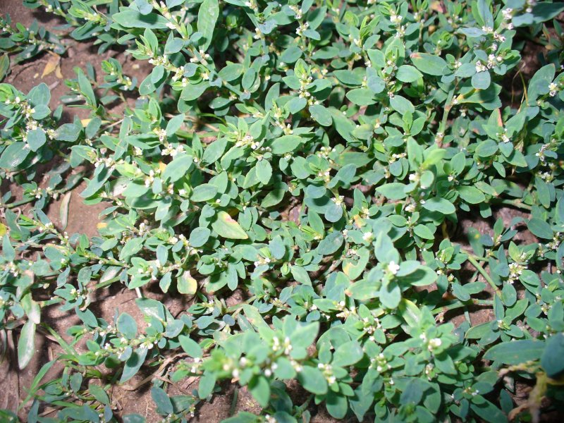 Горец птичий (спорыш) (Polygonum aviculare)