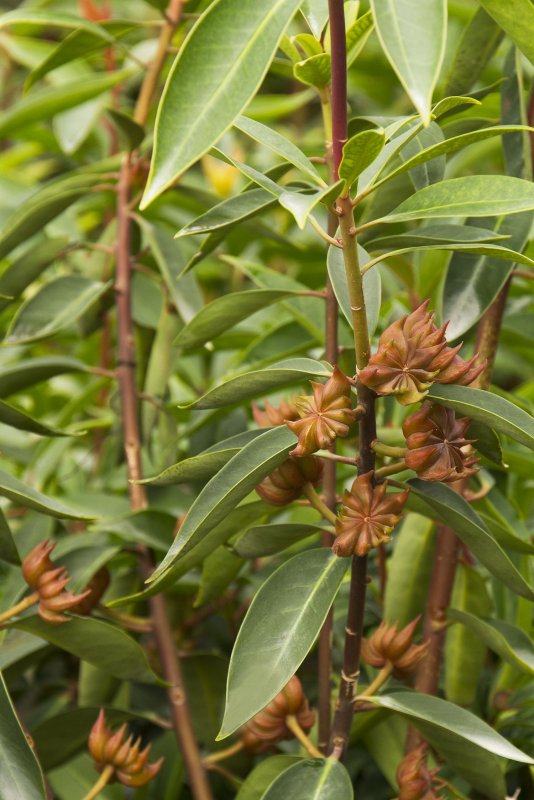 Cinnamomum zeylanicum