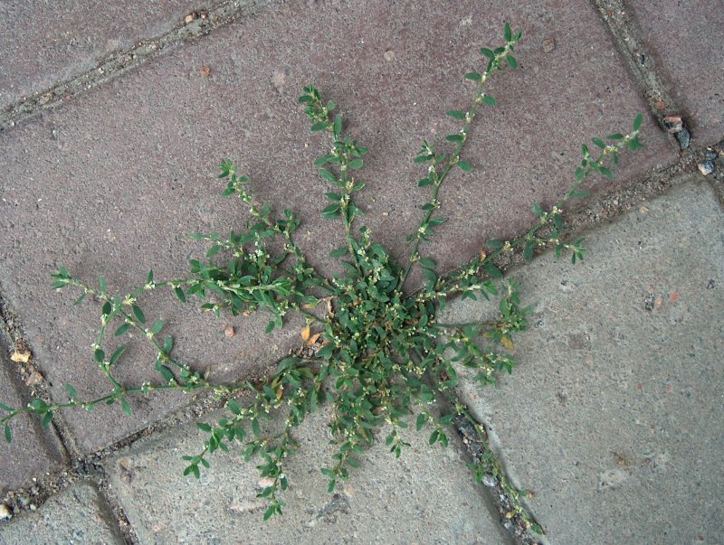 Горец птичий Polygonum aviculare всходы