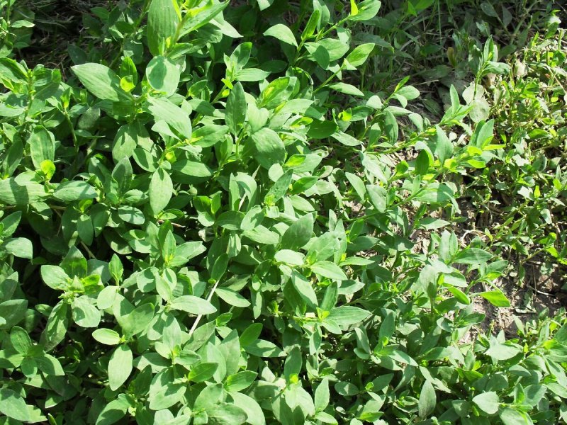 Polygonum aviculare