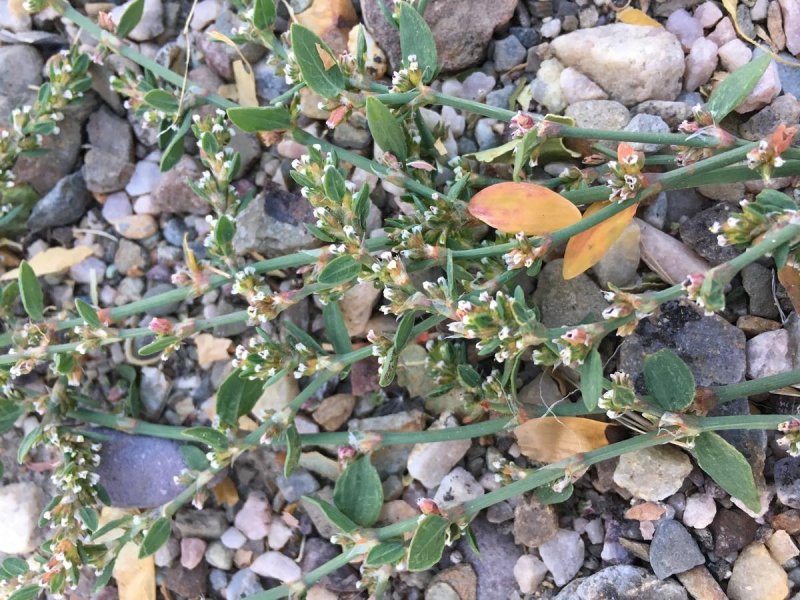 Polygonum aviculare семена