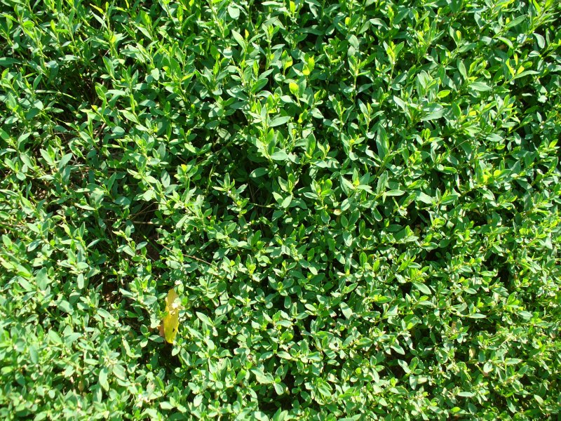 Горец птичий (Polygonum aviculare)