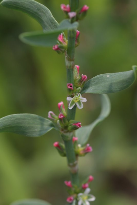 Горец птичий Polygonum aviculare всходы