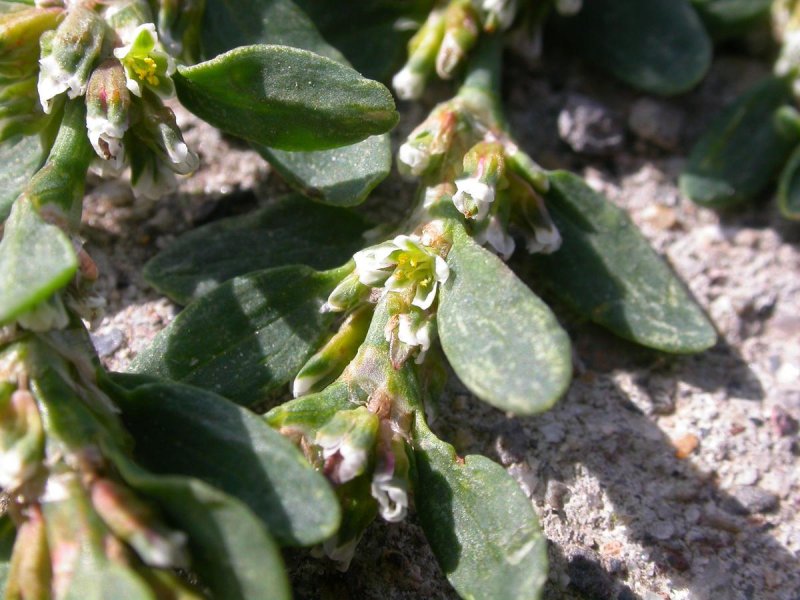 Polygonum aviculare