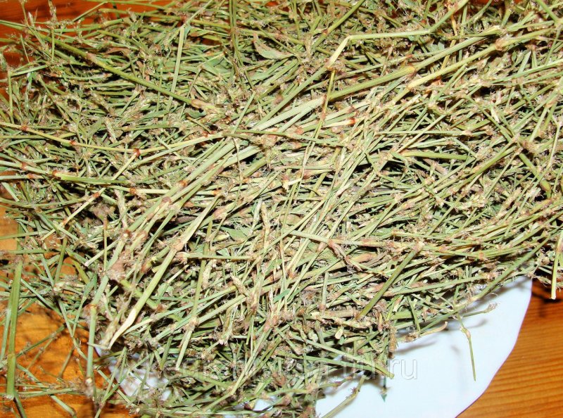 Спорыш (Горец птичий) трава