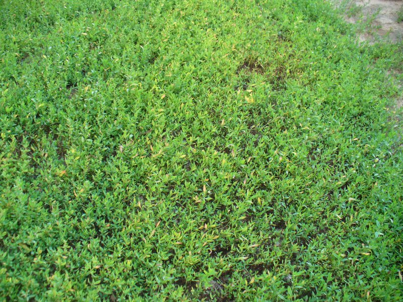 Горец птичий Polygonum aviculare всходы
