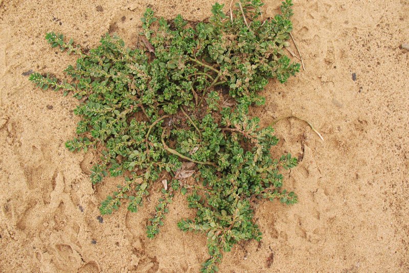 Горец птичий (Polygonum aviculare)