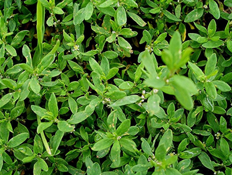 Сорняки Polygonum aviculare