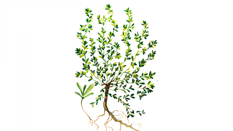Polygonum aviculare l. всходы