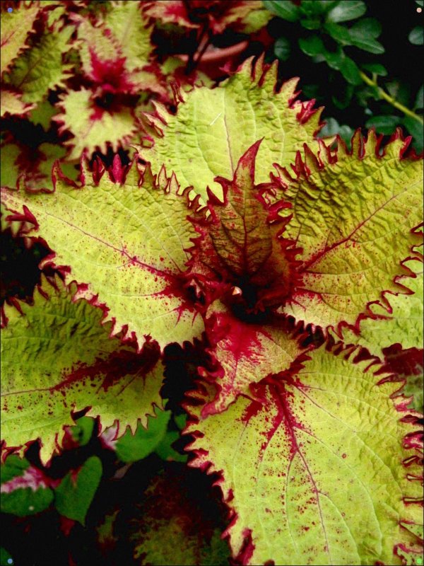 Колеус Ренельта Coleus rehneltianus