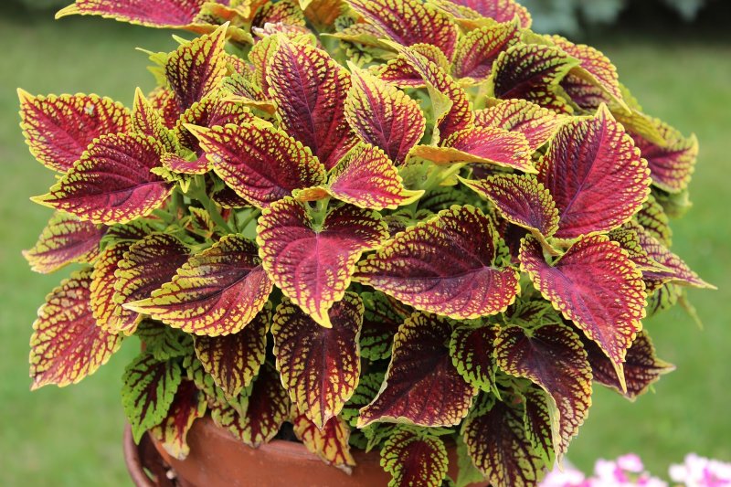 Колеус Ренельта Coleus rehneltianus