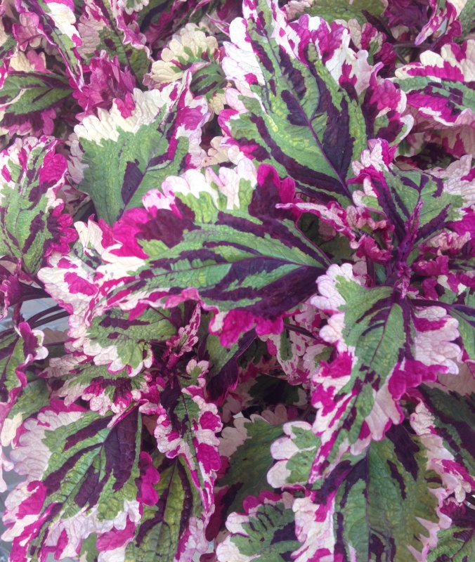 Колеус Purple