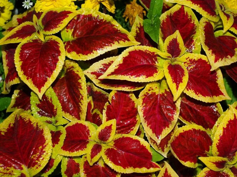Колеус Файербол Coleus Fireball