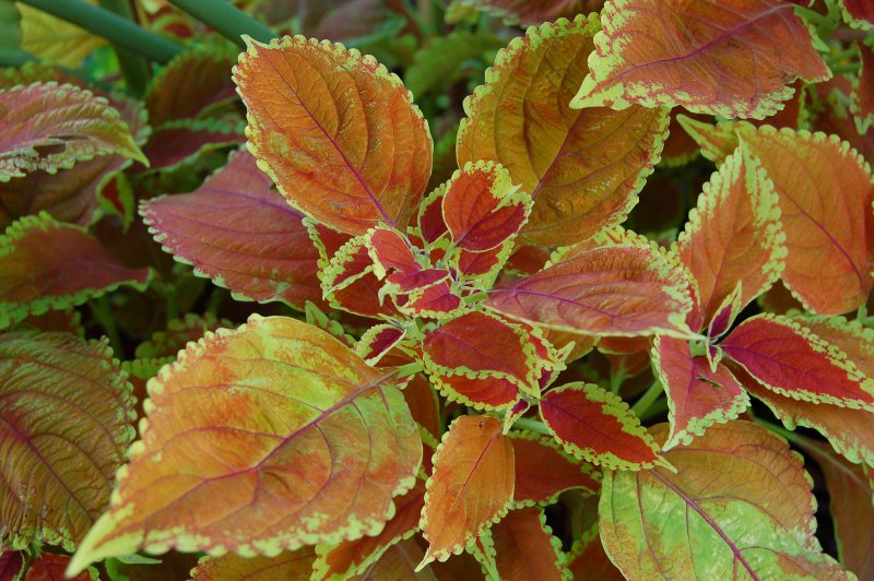 Колеус Coleus Combat