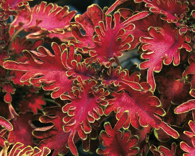 Колеус Ренельта Coleus rehneltianus
