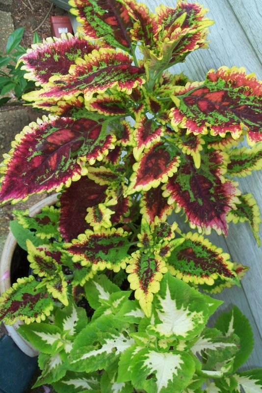 Колеус гибридный (Coleus hybridus)