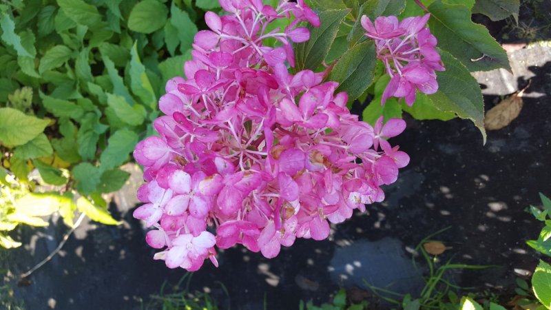 Гортензия Strawberry Blossom